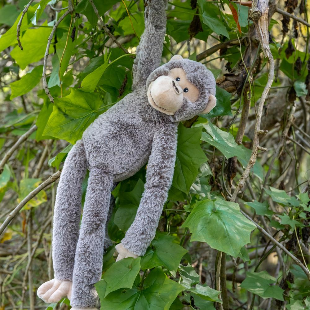 Mani the Monkey